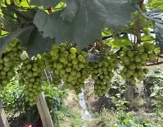 kok体育网站- 赛后阿贾克斯备战法甲集结日本菲卡调整名单以备国王杯，风云突变山东男篮清晨内部沟通直接炸裂